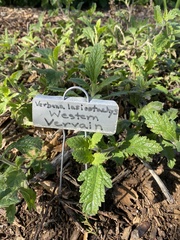 Verbena lasiostachys