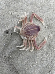 Persephona aquilonaris