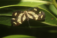 Baeotis zonata zonata