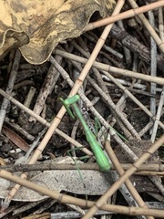 Pseudomantis