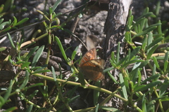 Junonia neildi varia
