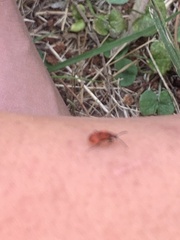 Lemodes coccinea