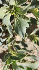 Stillingia spinulosa