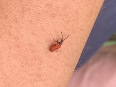 Lemodes coccinea