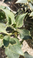 Stillingia spinulosa