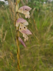 Gladiolus gregarius