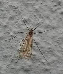 Trichocera annulata