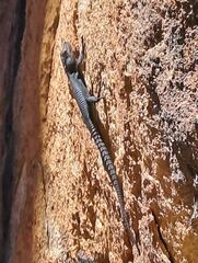 Hemicordylus capensis