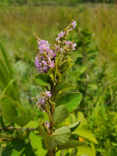 Polhillides velutina