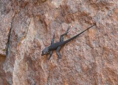 Hemicordylus capensis