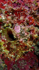 Oceanapia bartschi