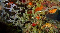 Oceanapia bartschi