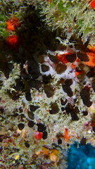 Oceanapia bartschi