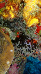 Oceanapia bartschi