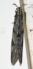 Palparellus