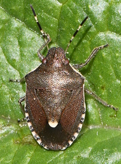 Holcostethus sphacelatus