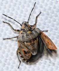 Holcogaster fibulata