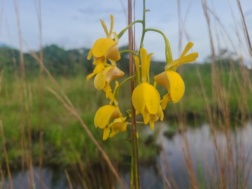 Vlei Harlequin