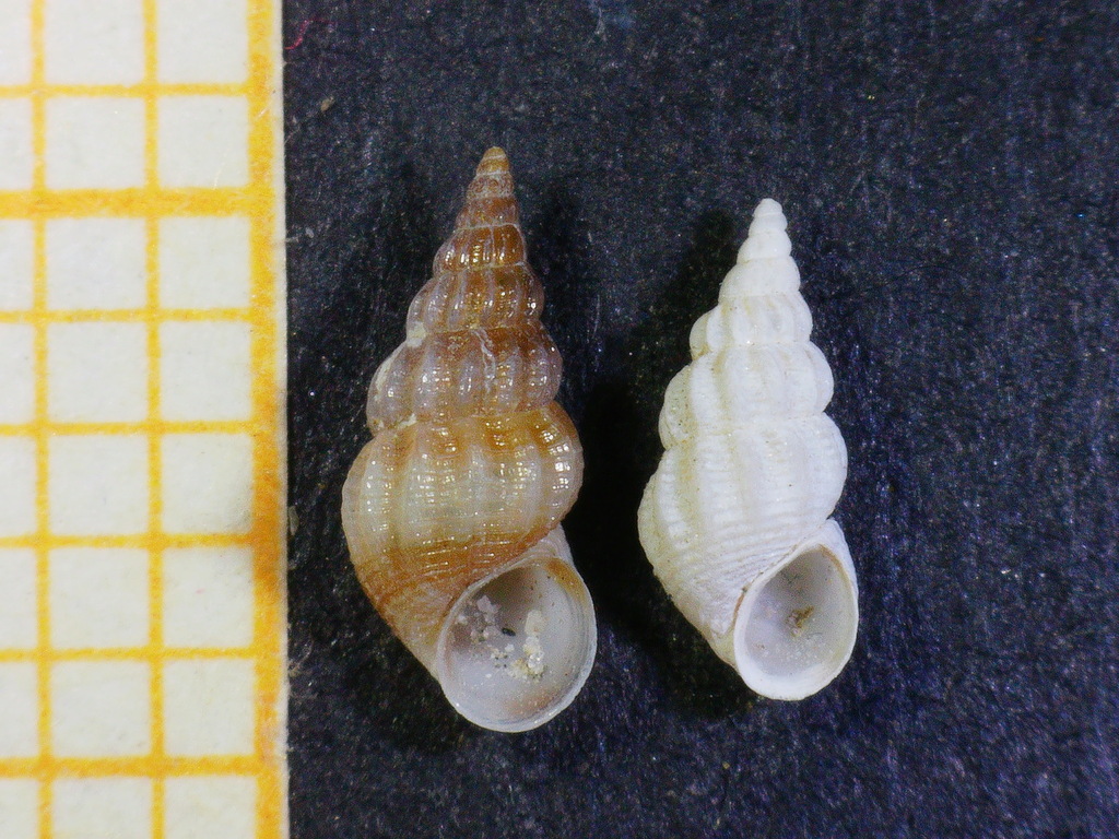 Rissoa similis