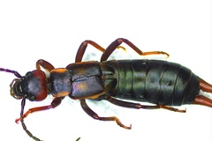 Anechura bipunctata