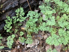 Corydalis