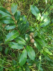 Landolphia owariensis