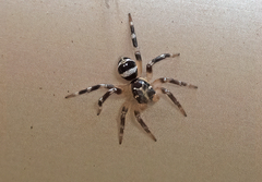 Corythalia vervloeti