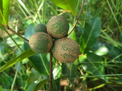 Landolphia owariensis
