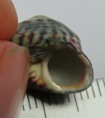 Steromphala umbilicalis