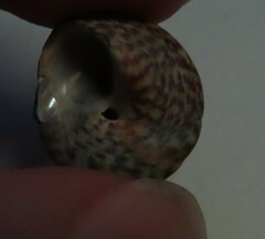 Steromphala umbilicalis