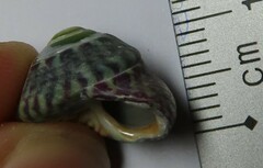 Steromphala umbilicalis