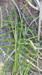 Calycoseris wrightii