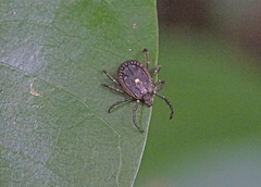 Amblyomma scalpturatum
