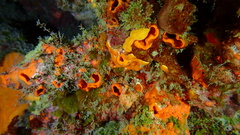 Hyattella cavernosa