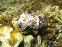 Sepia bandensis