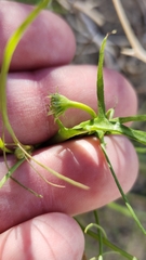 Calycoseris wrightii