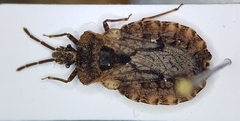 Aradus conspicuus