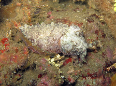 Sepia bandensis