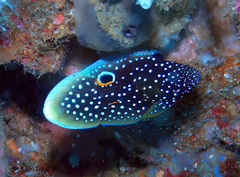 Calloplesiops altivelis