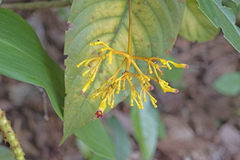 Palicourea rigida