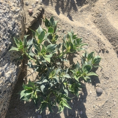 Stillingia spinulosa