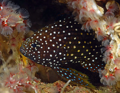 Calloplesiops altivelis