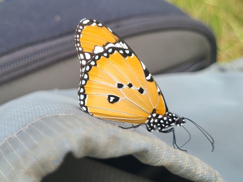 Plain Tiger Butterfly
