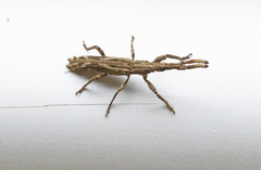 Ulocerus