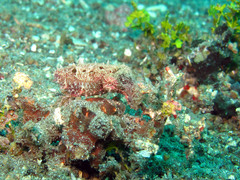 Sepia bandensis