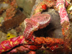 Sepia bandensis