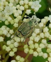 Trichiotinus lunulatus