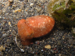 Sepia bandensis