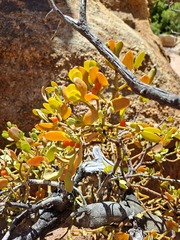 Viscum rotundifolium