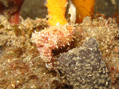 Sepia bandensis